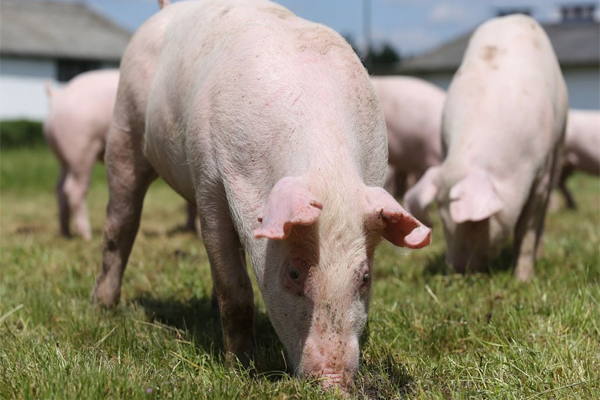 全国生猪价格每公斤33.33元，生猪养殖板块有望迎来反弹