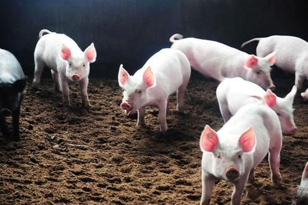 5月生猪价格持续大幅下行，均价跌破每斤10元大关