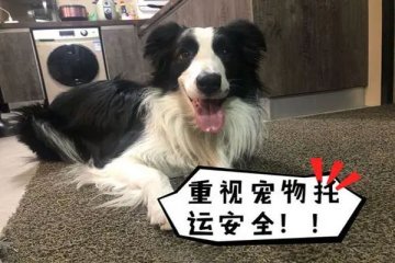 宠物狗因托运致死登上微博热榜第一,收空运的钱走陆运