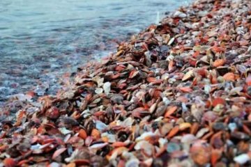 汤加火山爆发导致太平洋扇贝涌入獐子岛，收益获将增长100％