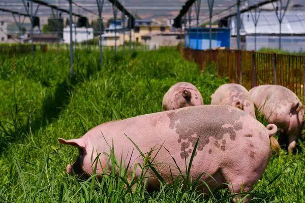 猪肉身价大跌，养猪行业堕入低谷